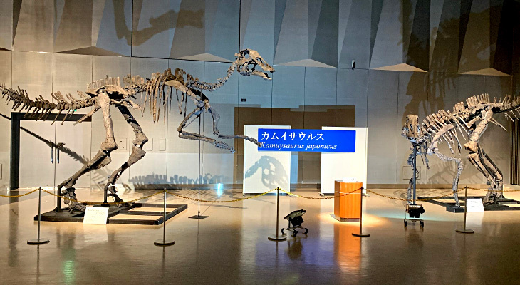 カムイサウルス（むかわ竜）の実物大骨格レプリカ